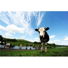 風(fēng)吹草地見(jiàn)牛羊？NO! 還能見(jiàn)我們的廚房設(shè)備